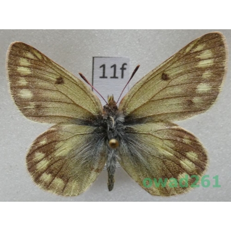 Colias cocandica hinducucica Verity, 1911 Tadjikistan11f